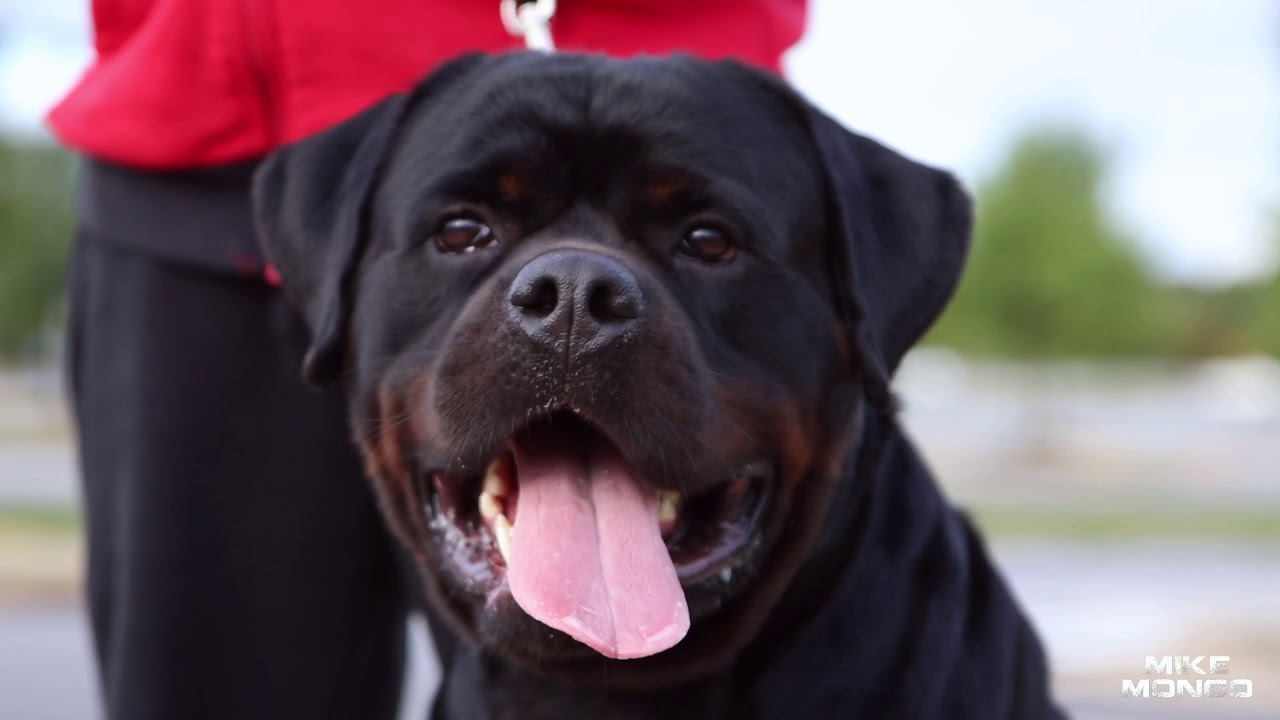 #Rottweiler Vlogs Ep. 116 Mizzo & Mack (Lets talk about DARK ROTTWEILERS)