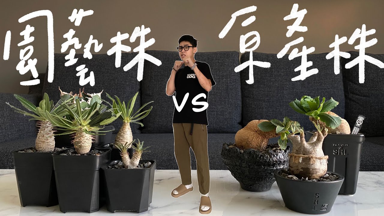 【新手必看】園藝株vs.原產株 傻傻分不清楚?!塊根大揭秘&經驗分享 Ft.象牙宮