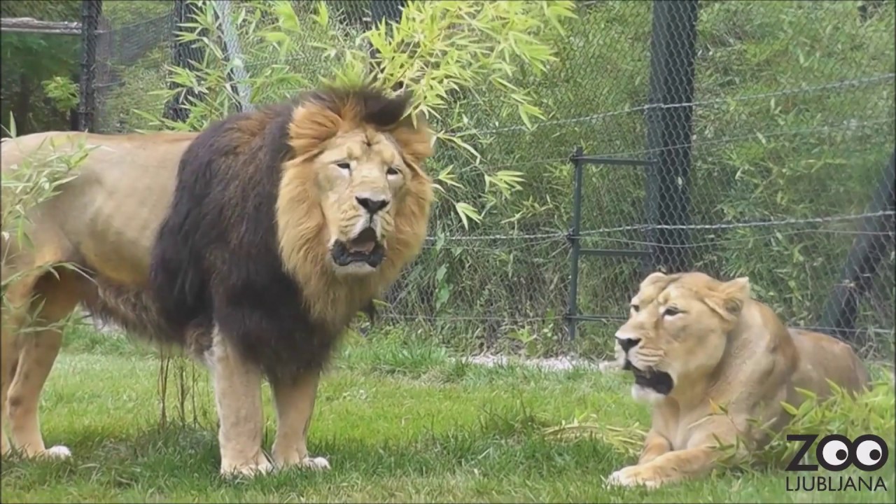 Ohranitveni programi ogroženih živalskih vrst v ZOO Ljubljana