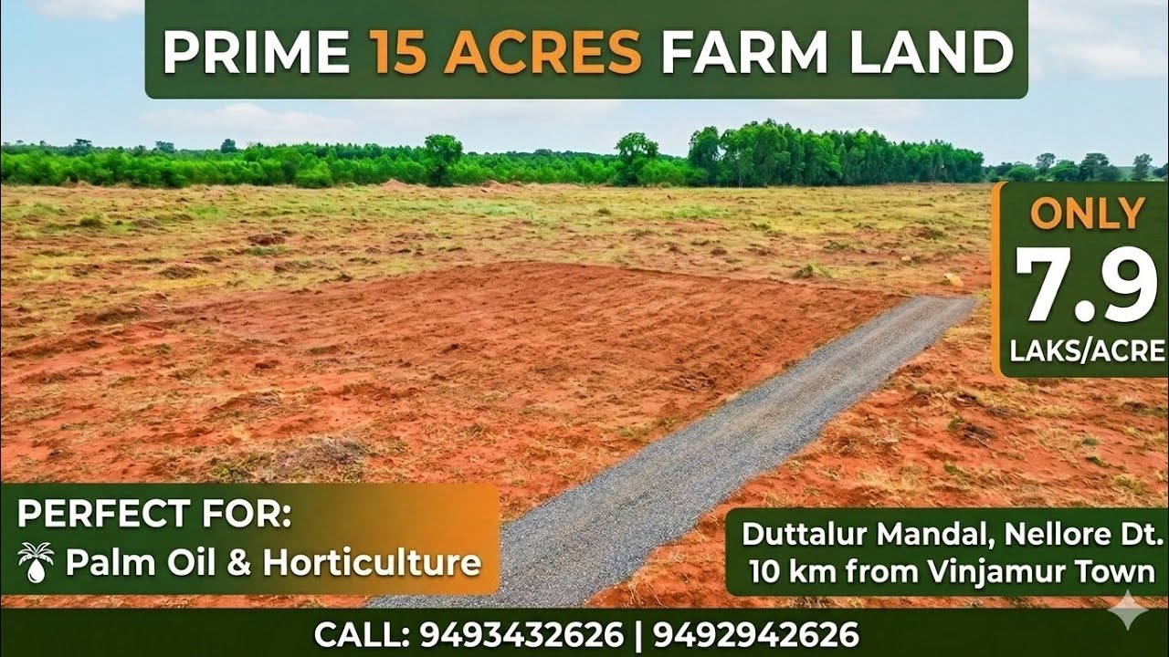 15 Acres Red Soil Farm Land for Sale in Nellore Dt | Perfect for Palm Oil & Horticulture 🥥