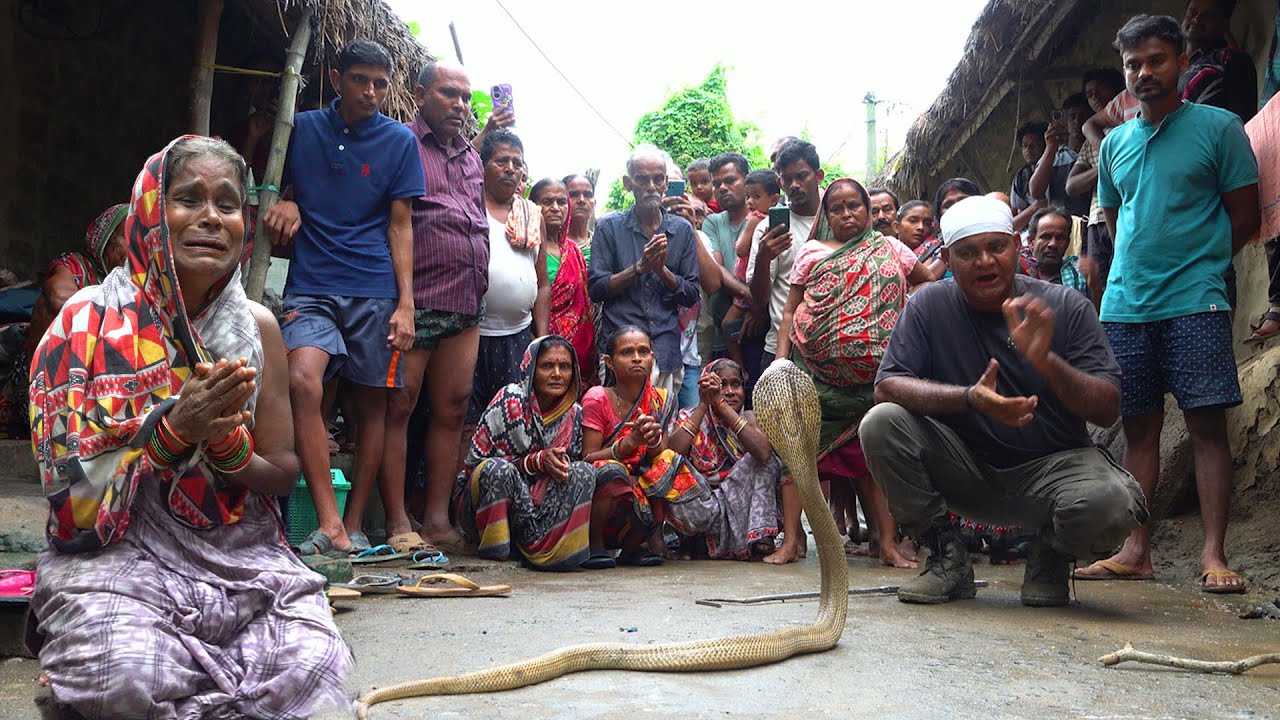 3 दिन से खतरनाक नाग घर में गरज रहा है! घरवाले न सोए, न खा पाए – देखो आगे क्या हुआ | Cobra Rescue