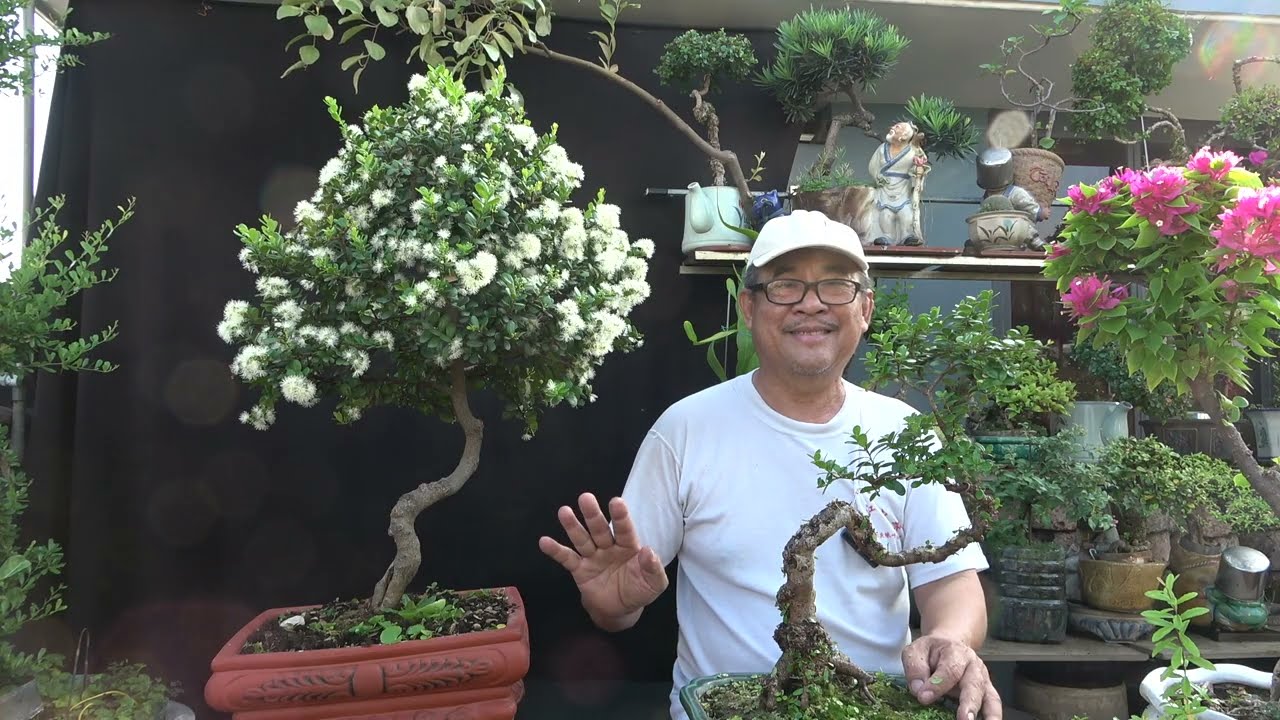 HẢI CHÂU VÀO MÙA ĐẸP TUYỆT VỜI , HƯƠNG THƠM NGẤT NGÂY LÒNG NGƯỜI ...