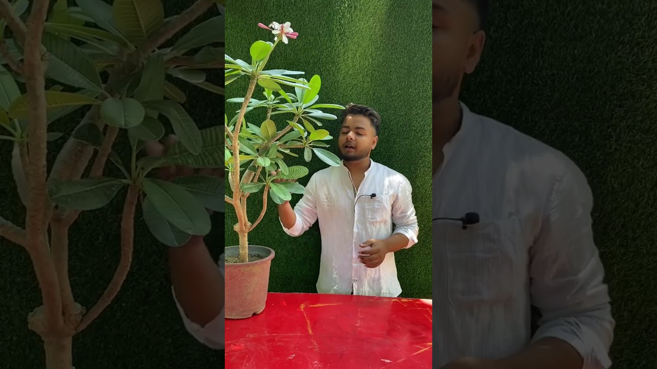 Champa Plant Care |  firangi paani Plant Care | How to Care Plumeria | Best flowering Plant