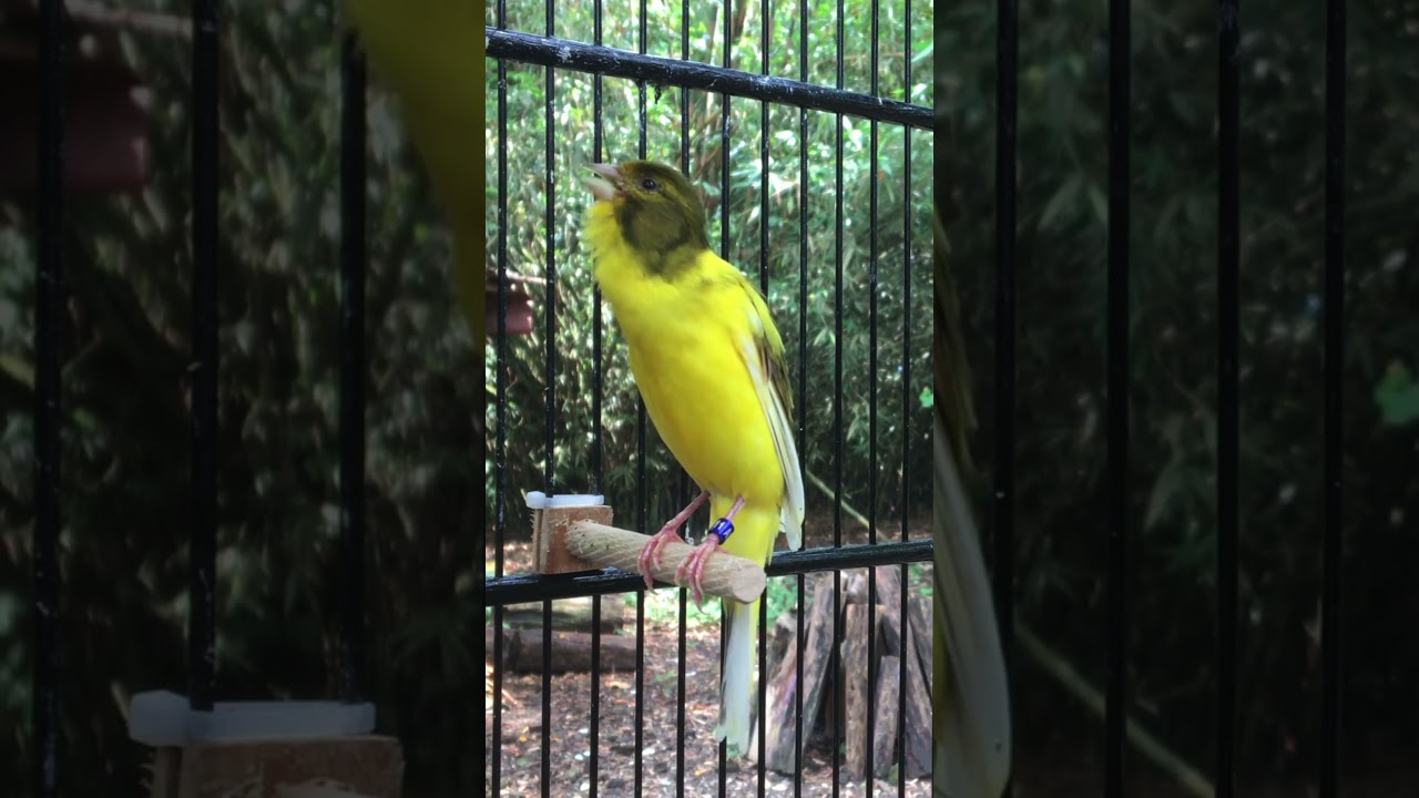 Russian Canary Singing - The Best Canary Training Song