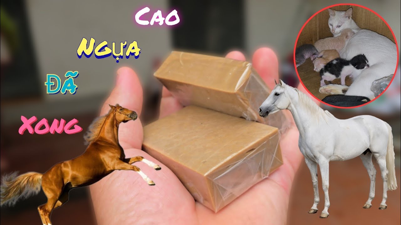 Ngày Thứ 2 Nấu Cao Ngựa Đã Xong Và Mèo Mẹ Càm Con Đi  /Nhân Bé Nhỏ 