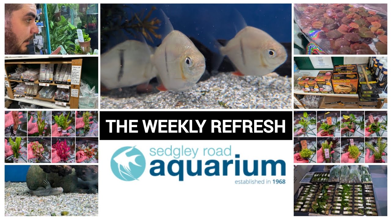 The weekly refresh - TWO new species, three shipments of aquatic plants and EXO TERRA arrives...