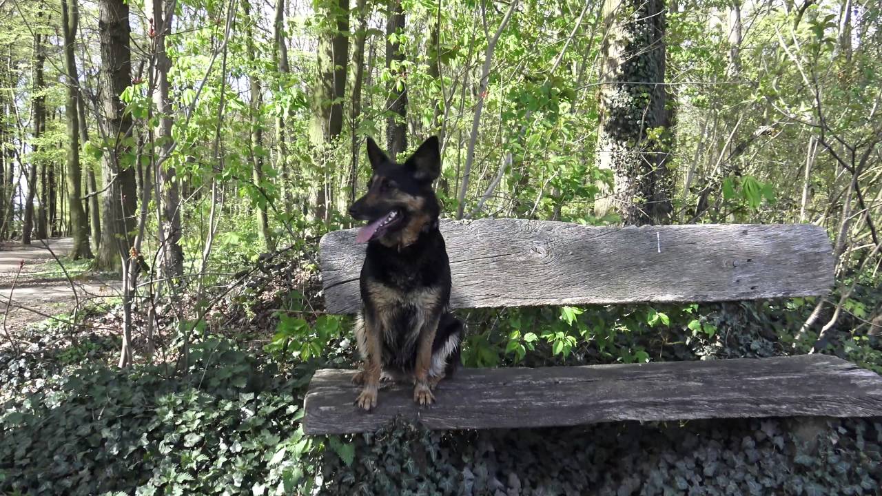 4K Hunde spielen und toben im Wald