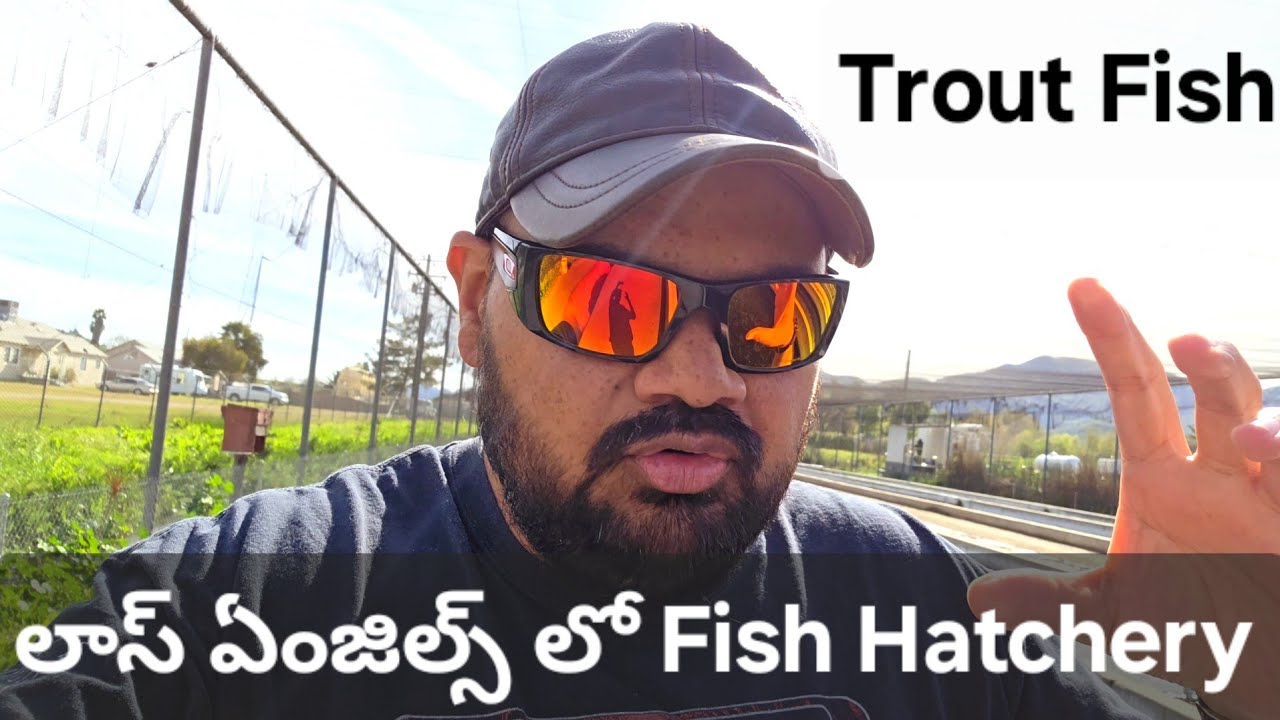 కాలిఫోర్నియా లో Fish Hatchery చేపలు పెంచి Rivers  Lakes లో వదులుతారు,Trout farming, USA telugu vlogs