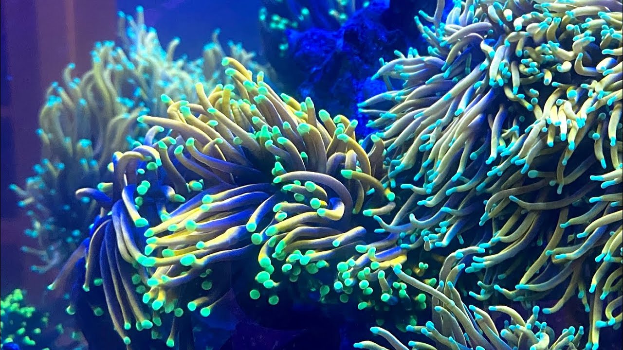 Torch Tank Under Blues and Whites