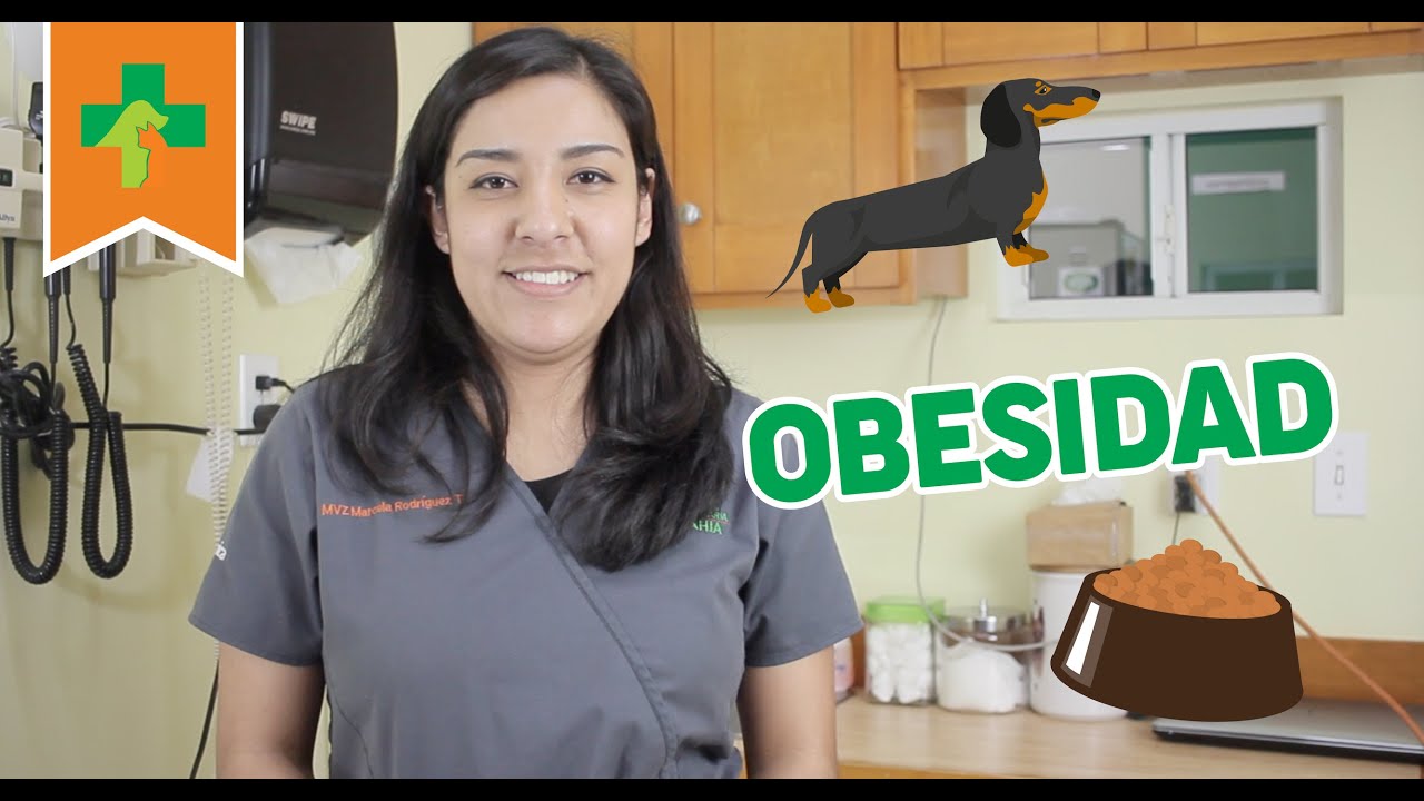 ¿Porqué mi perro se puso gordo después de su esterilización?