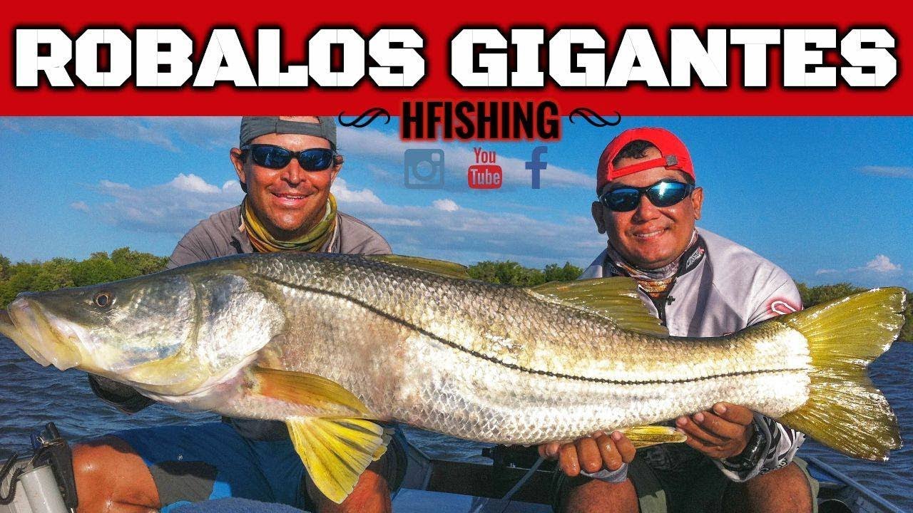 ROBALOS GIGANTES NO CAMARÃO COM JIG HEAD Johnny Hoffmann | HFISHING