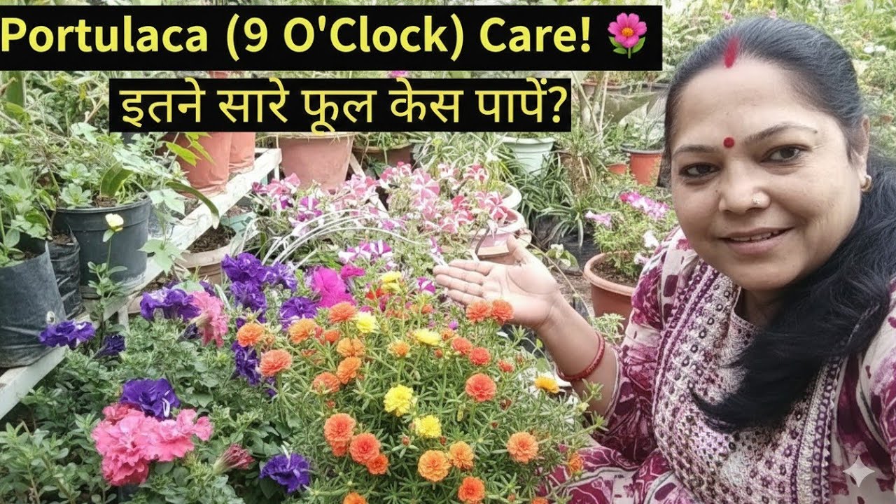 Partulaca (9 o' clock) care!🌺 इतने सारे फूल कैसे पाएं?