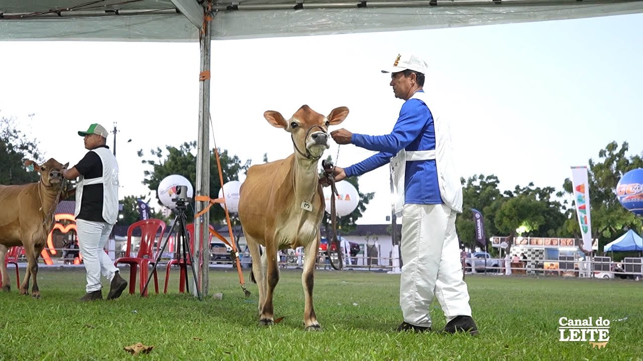 Raça Jersey é destaque absoluto na Expoece 2025 em Fortaleza-CE