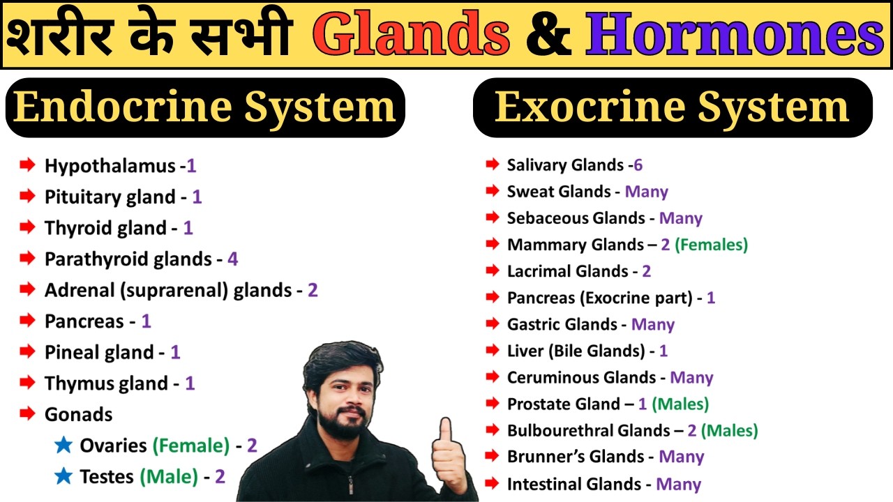 Endocrine and Exocrine System Glands & Hormones in Hindi || Anatomy and Physiology