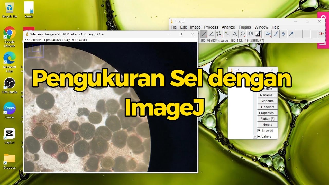Pengukuran sel dengan ImageJ