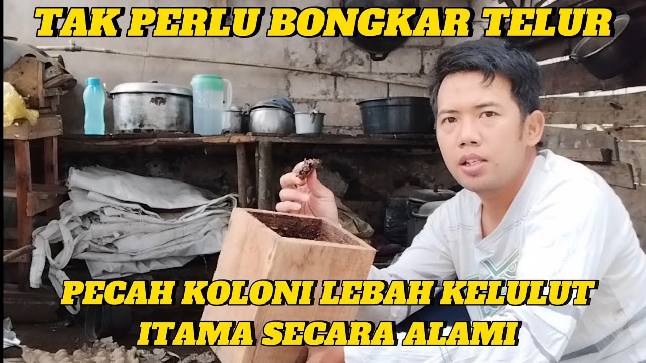 cara memicu koloni lebah kelulut ITAMA bisa pecah koloni secara alami di areal budidaya 