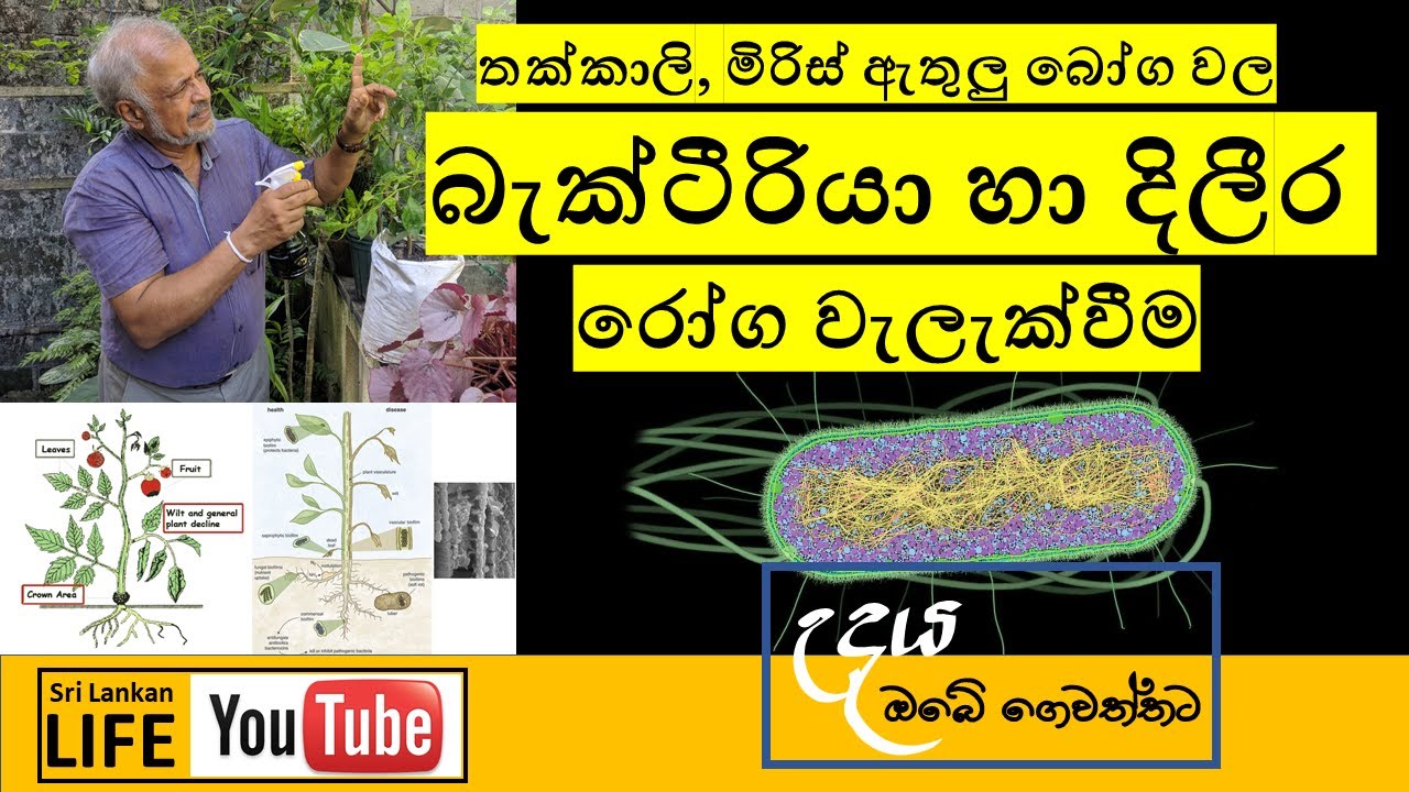 Episode 16: එලවලු බෝග වල බැක්ටීරියා හා ෆන්ගස් රෝග මර්ධනය. How to treat some common plant diseases.