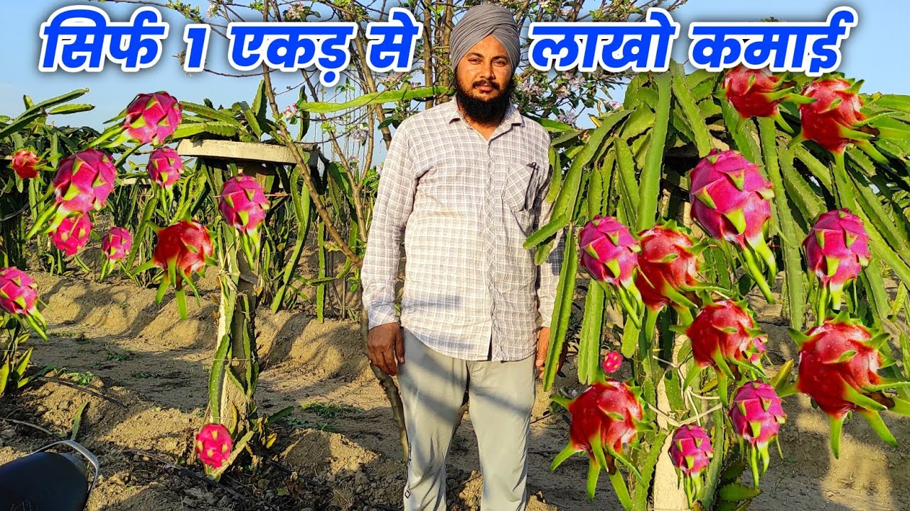 किसान सभी खेती छोड़ शुरू कर रहे DRAGON FRUIT की खेती | Dragon Fruit Farming