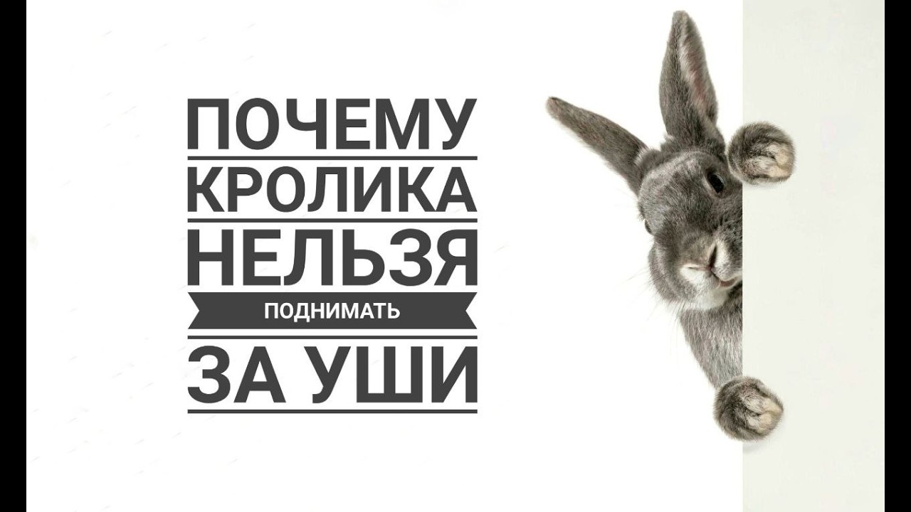 Почему кролика нельзя поднимать за уши | Why shouldn't a rabbit be lifted by the ears?
