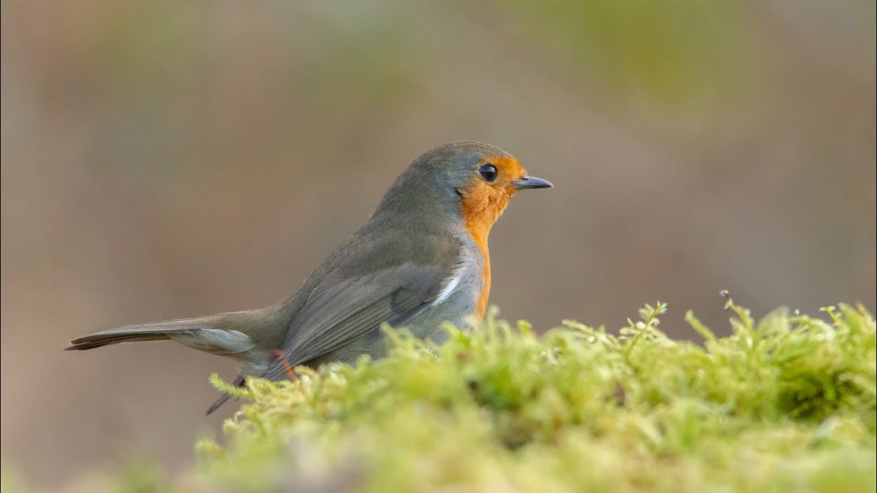Chant du Rougegorge familier (Erithacus rubecula) - BirdCam 🐦‍⬛