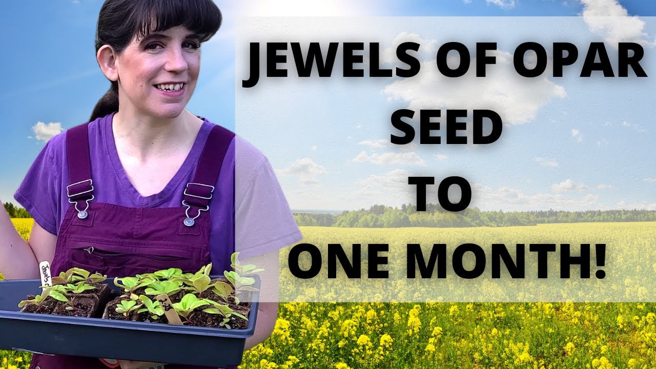 Starting Jewel's of Opar - ASTER Mistake!  Seeds to One Month Flower Farm