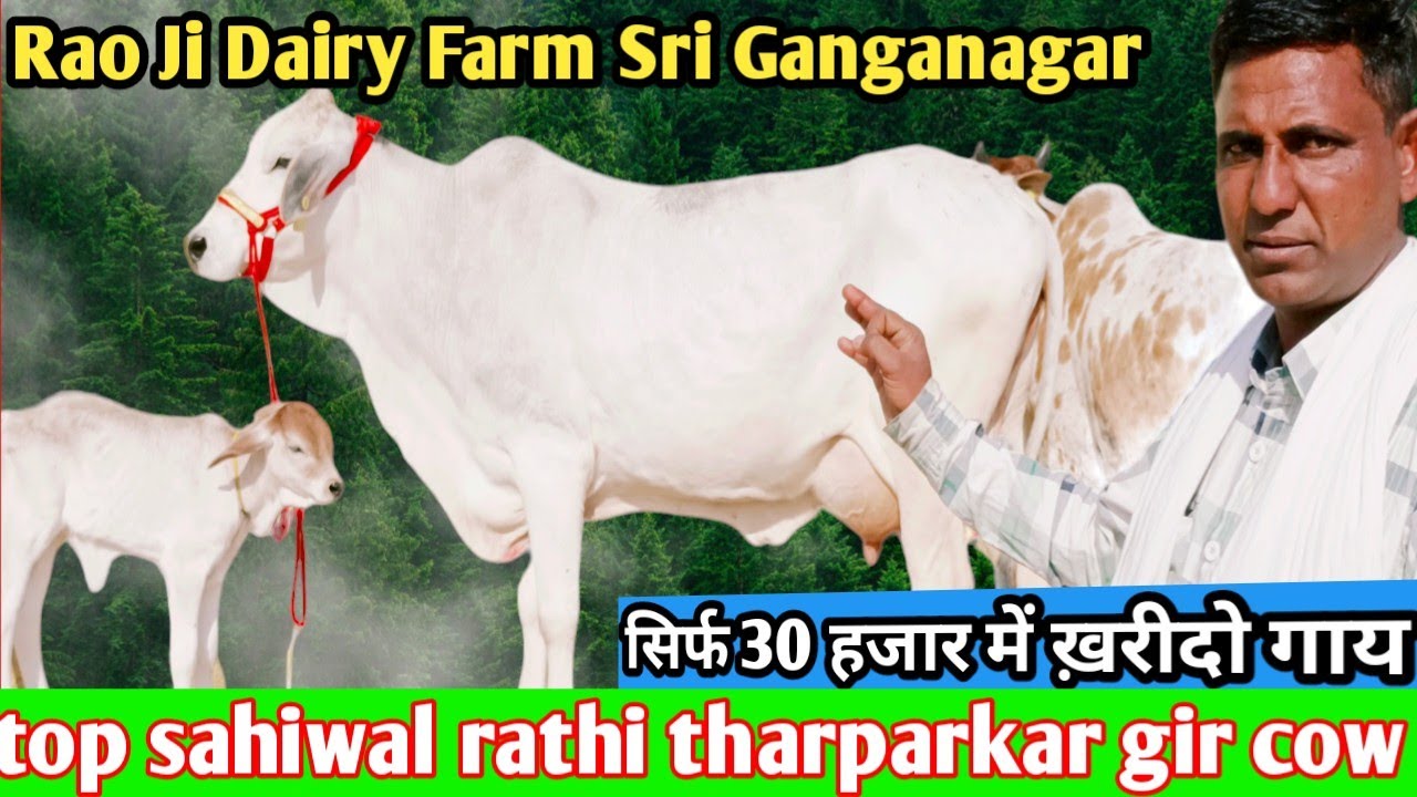 सिर्फ 30 हजार में ख़रीदो गाय 👍 top 8 sahiwal rathi tharparkar gir cow for sale। Rao Ji Dairy Farm