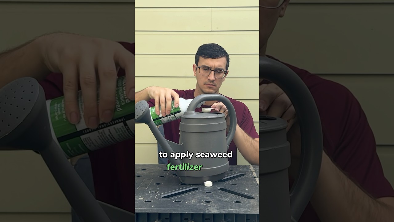 How Do You Apply Seaweed Fertilizer After Transplanting? 