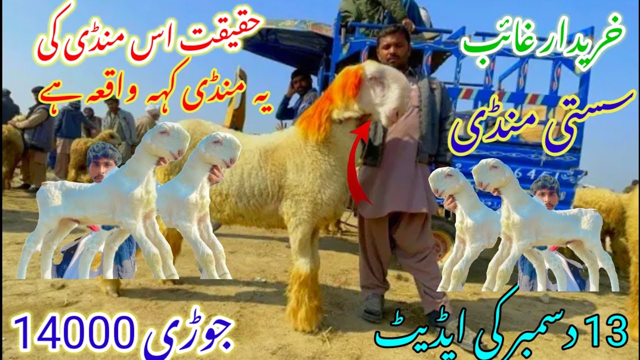 13 December 2025لٹ گئی منڈی 🥰 ڈیرہ غازی خان 🔥 7 ہزار بچہ 🤭 Hafte mundra chatraMandi Dera ghazi Khan 