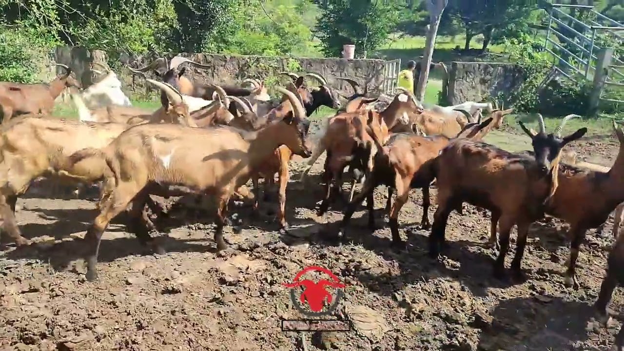 LOTE DE CABR&Aacute;S  RAZA ALPINA