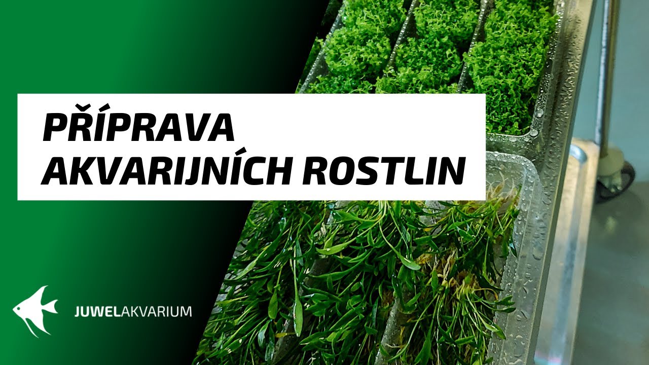 Příprava akvarijních rostlin