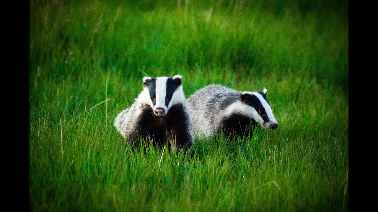 Grævlinger - European Badgers - Meles Meles