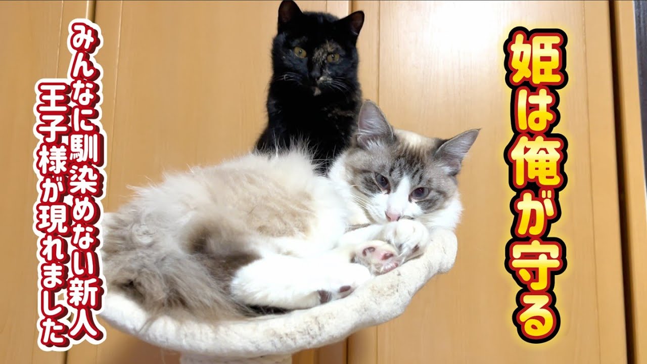 【保護猫】1人ぼっちで馴染めない子猫　王子様現る…　　2025年新春特別編#4