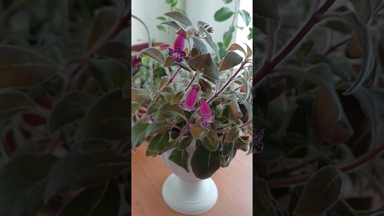 Overview. My houseplants. Caleria, spiderwort, jasmine, stephanotis, sansevieria, bunfelsia