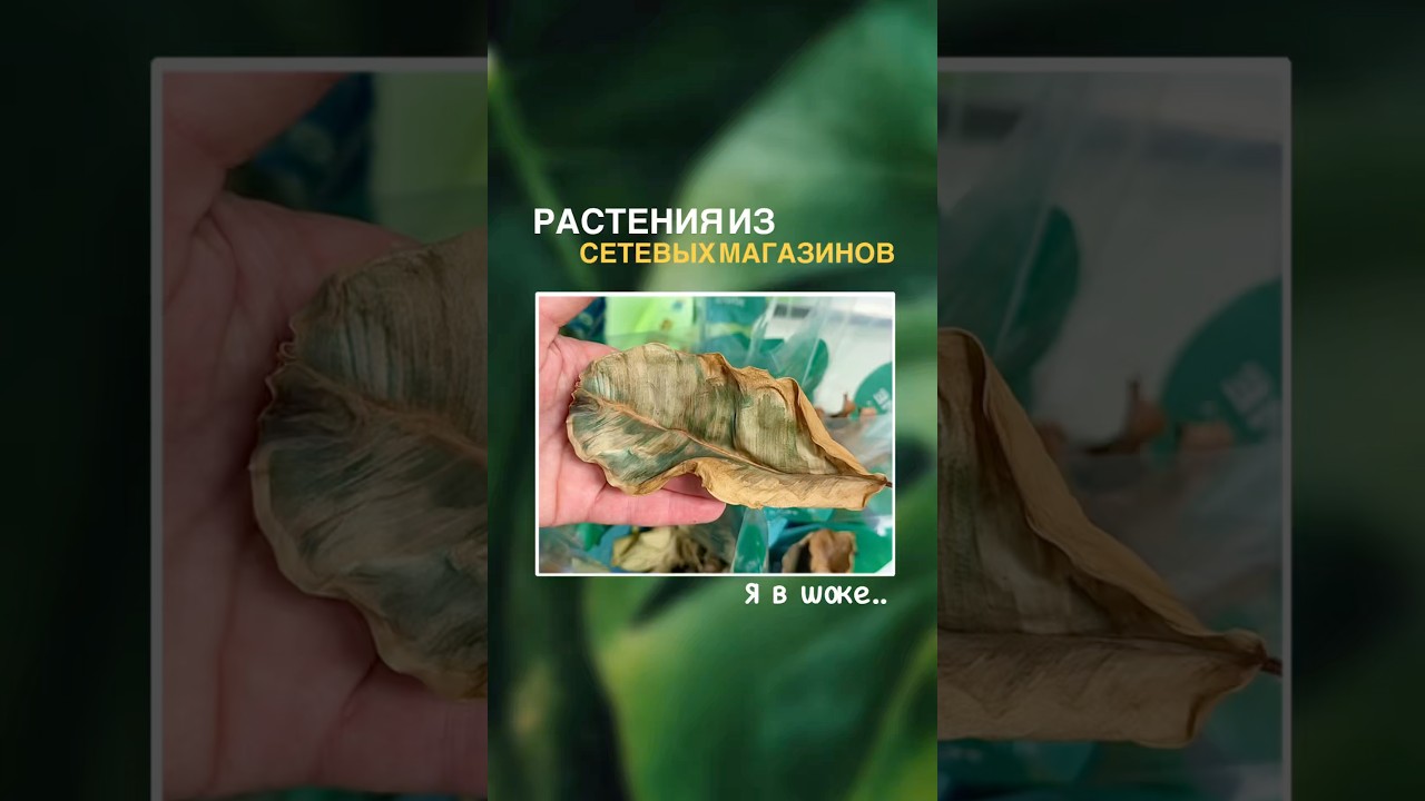 Охота за растениями 🪴 Ваша любимая рубрика ! #plants #цветы #комнатныерастения #обзор #растения