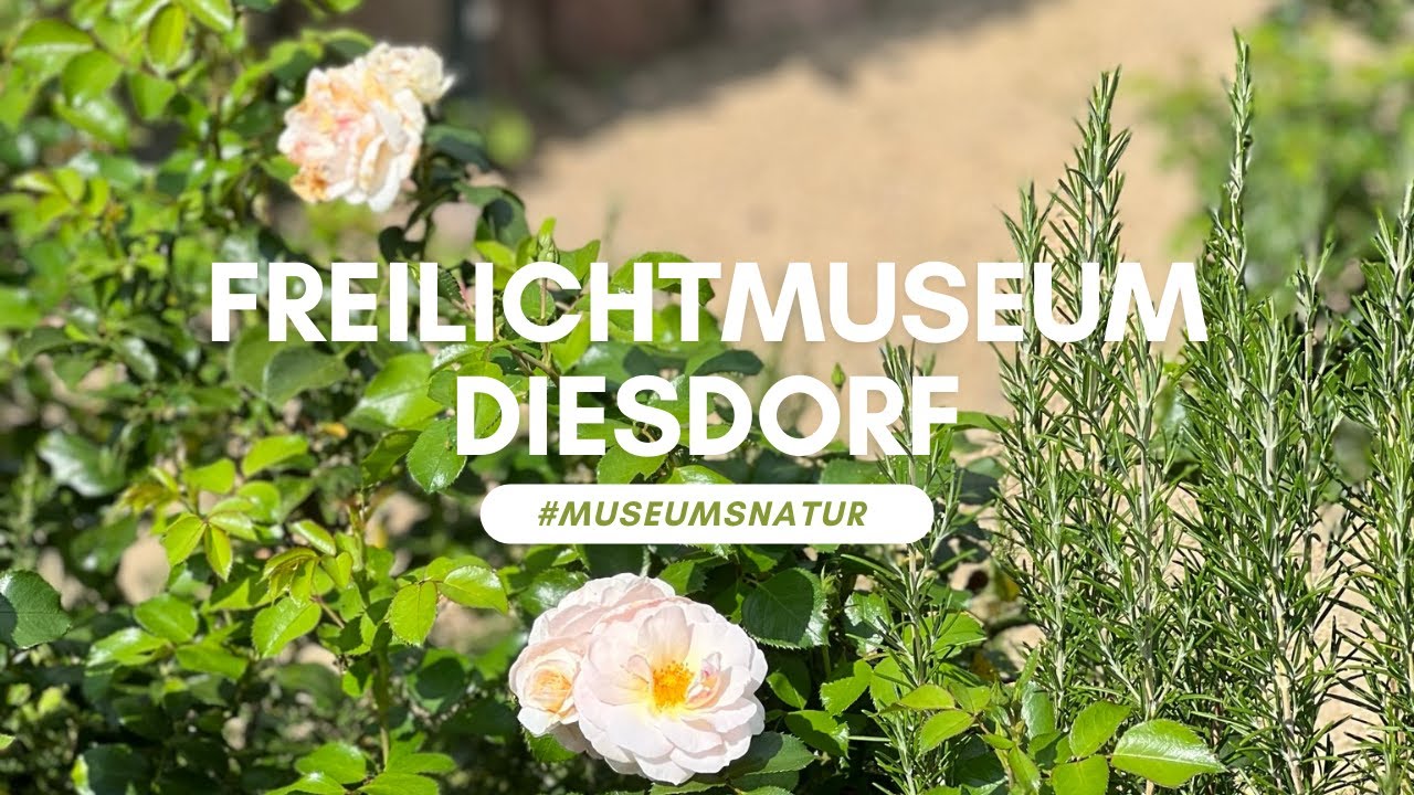 #MuseumsNatur im Freilichtmuseum Diesdorf: Bauerngarten im Wandel der Zeit