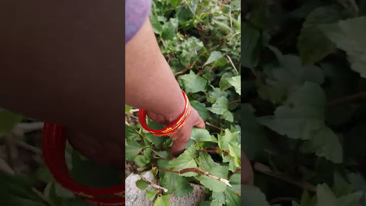 Yah Hamara Ranikhet pudina pani ka Beauty ke good morning