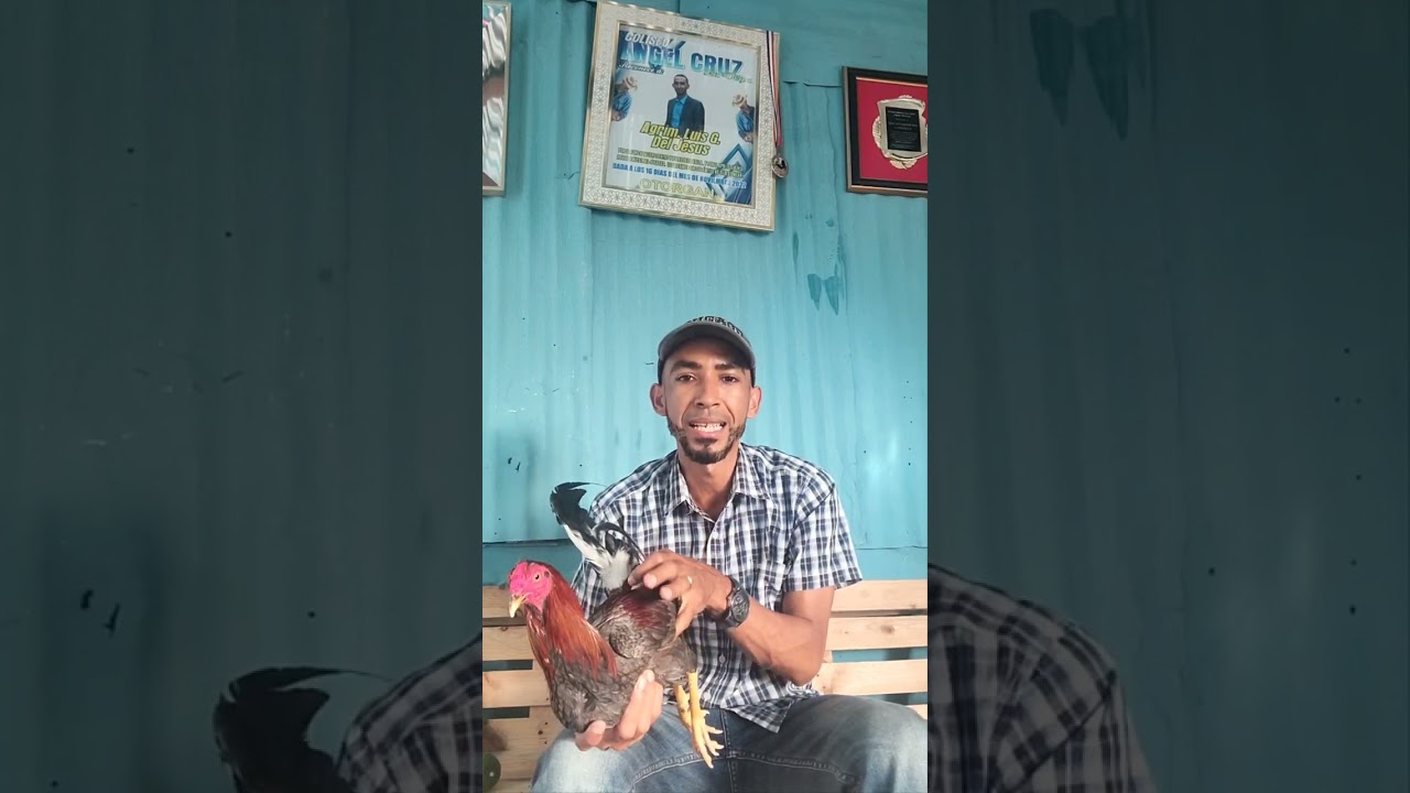 HABLANDO DEL CORTE Y ALMADA DE LOS GALLOS..!