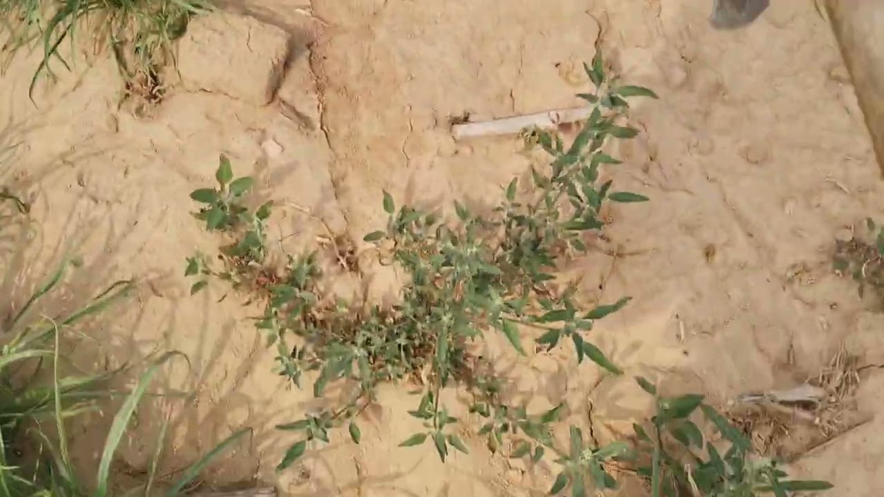 જીરું નીદવાની ફુલ મોજ 👑✅💸💸🤔👑👑