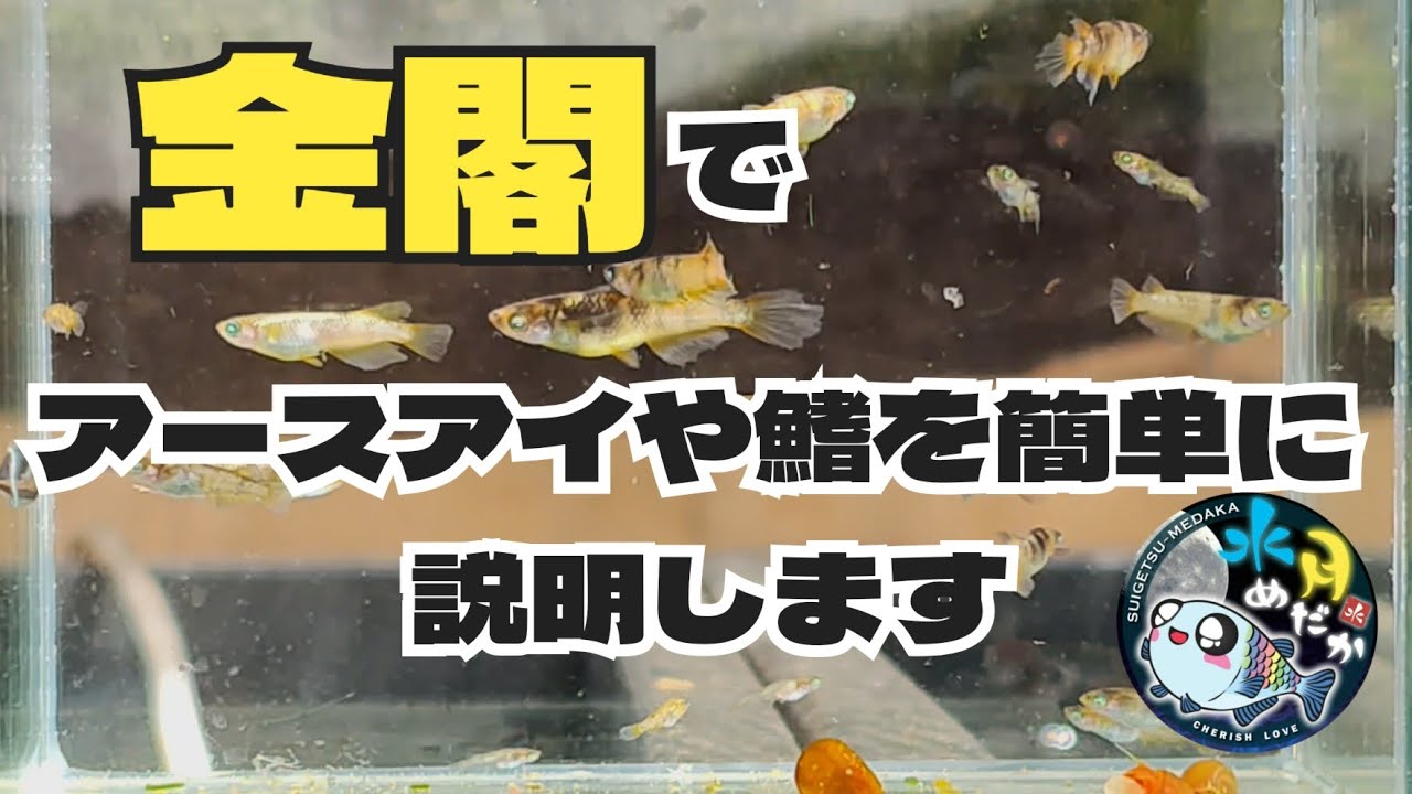 金閣を丸っと掬って表現の固定率を見てみた