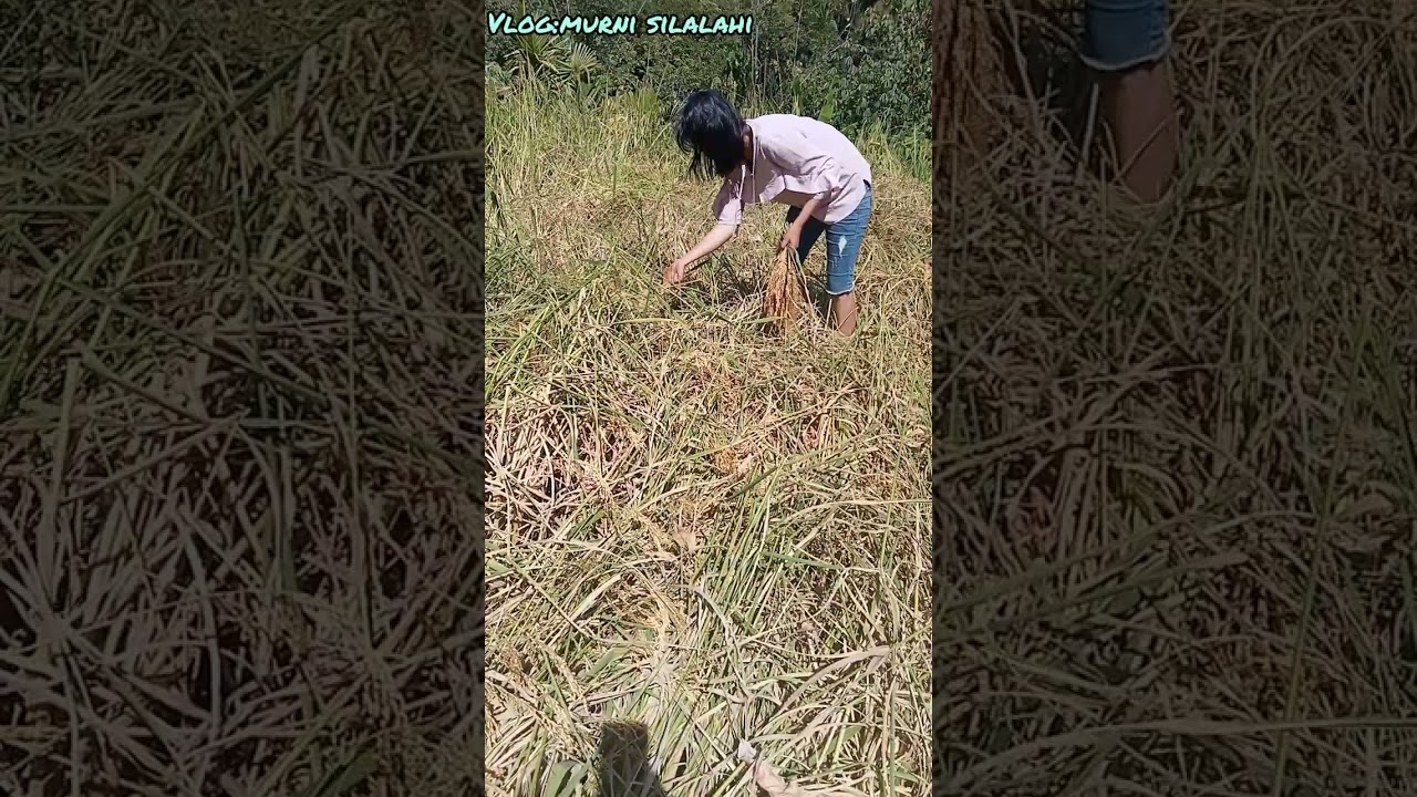 Menikmati mengambil hasil panen dikebun bersama saudara 