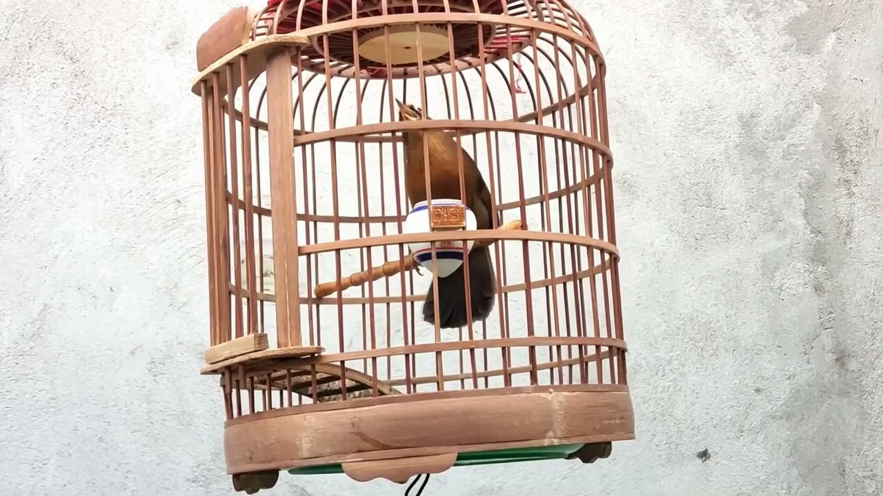 Họa mi mái xùy kích trống đỉnh cao