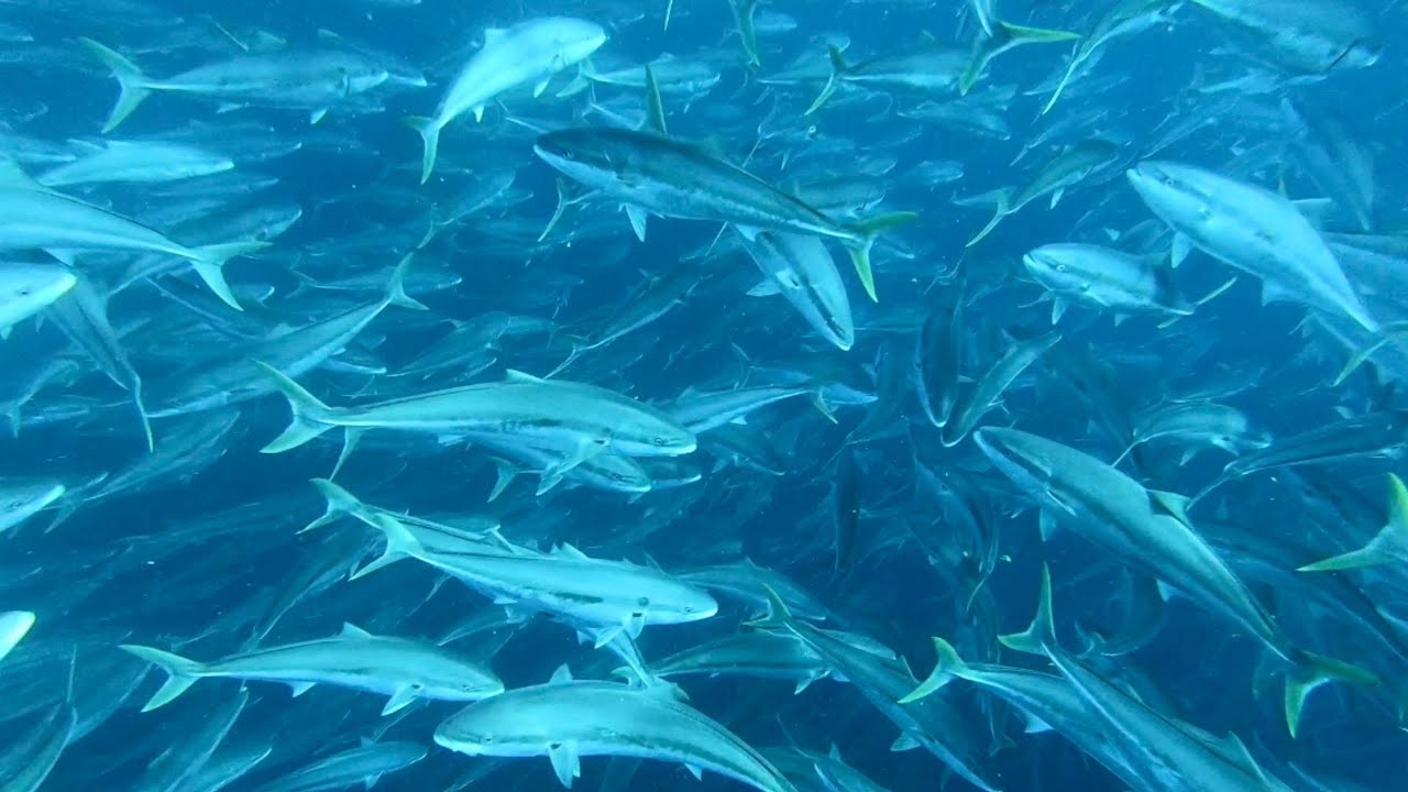 1000+ KINGFISH SPAWNING and Spearfishing at Mokohinau Islands, NZ