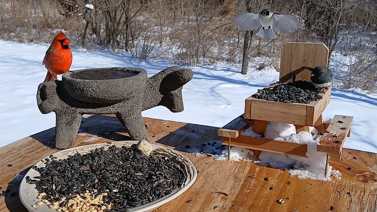 Nature sounds morning relaxing #birds 🐦 #snow