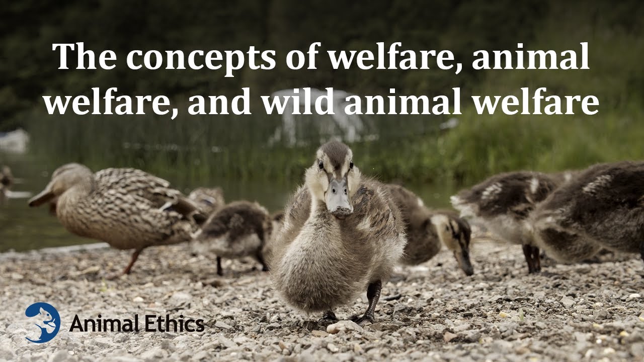 The concepts of welfare, animal welfare, and wild animal welfare