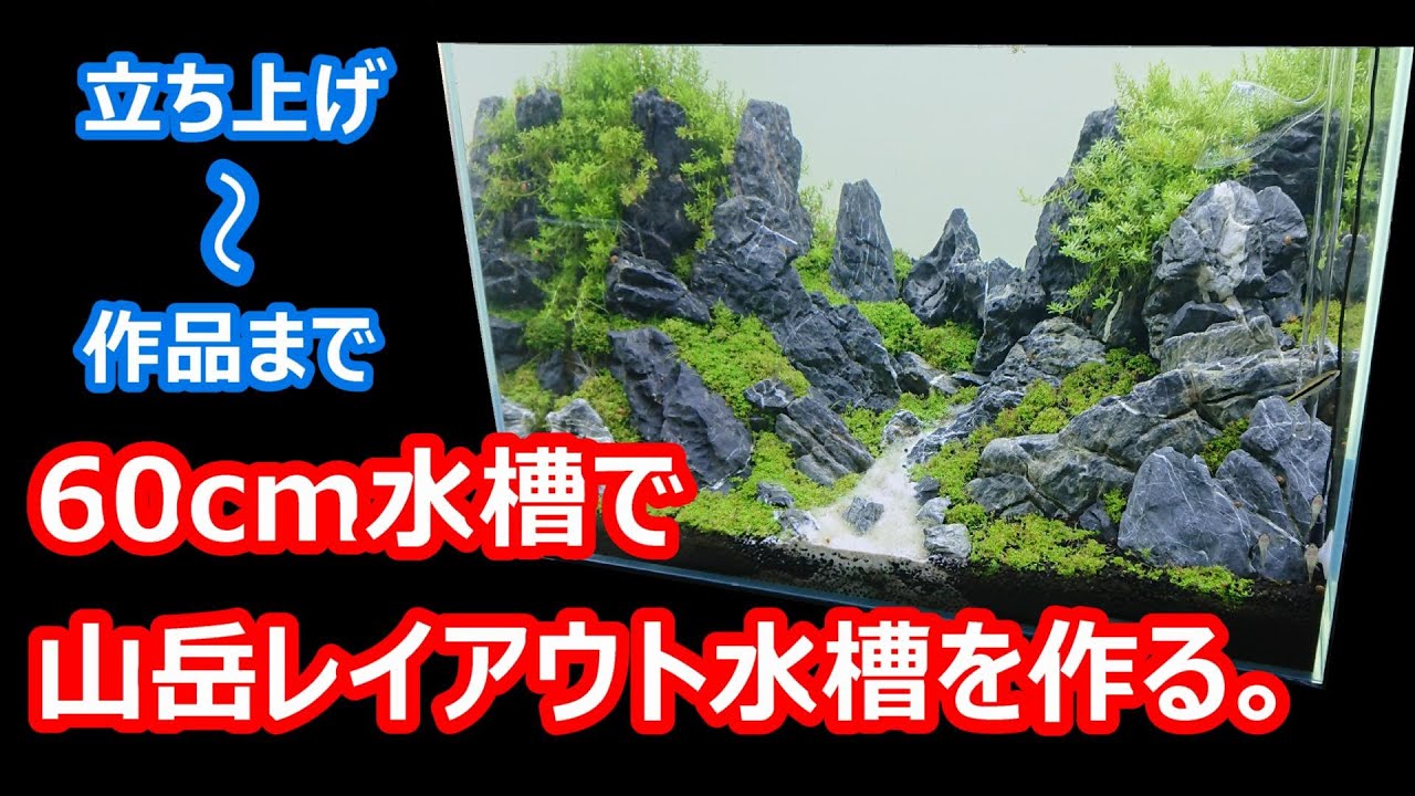 No.117 60cm水槽で山岳レイアウト水槽を作る。