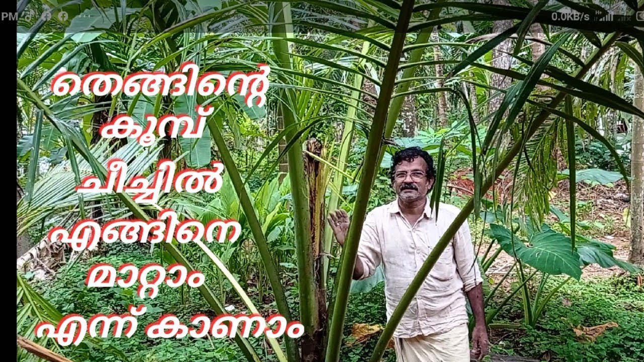 തെങ്ങിന്റെ കൂമ്പ് ചിയ്യൽ എങ്ങിനെ മാറ്റാം എന്ന് കാണാം...