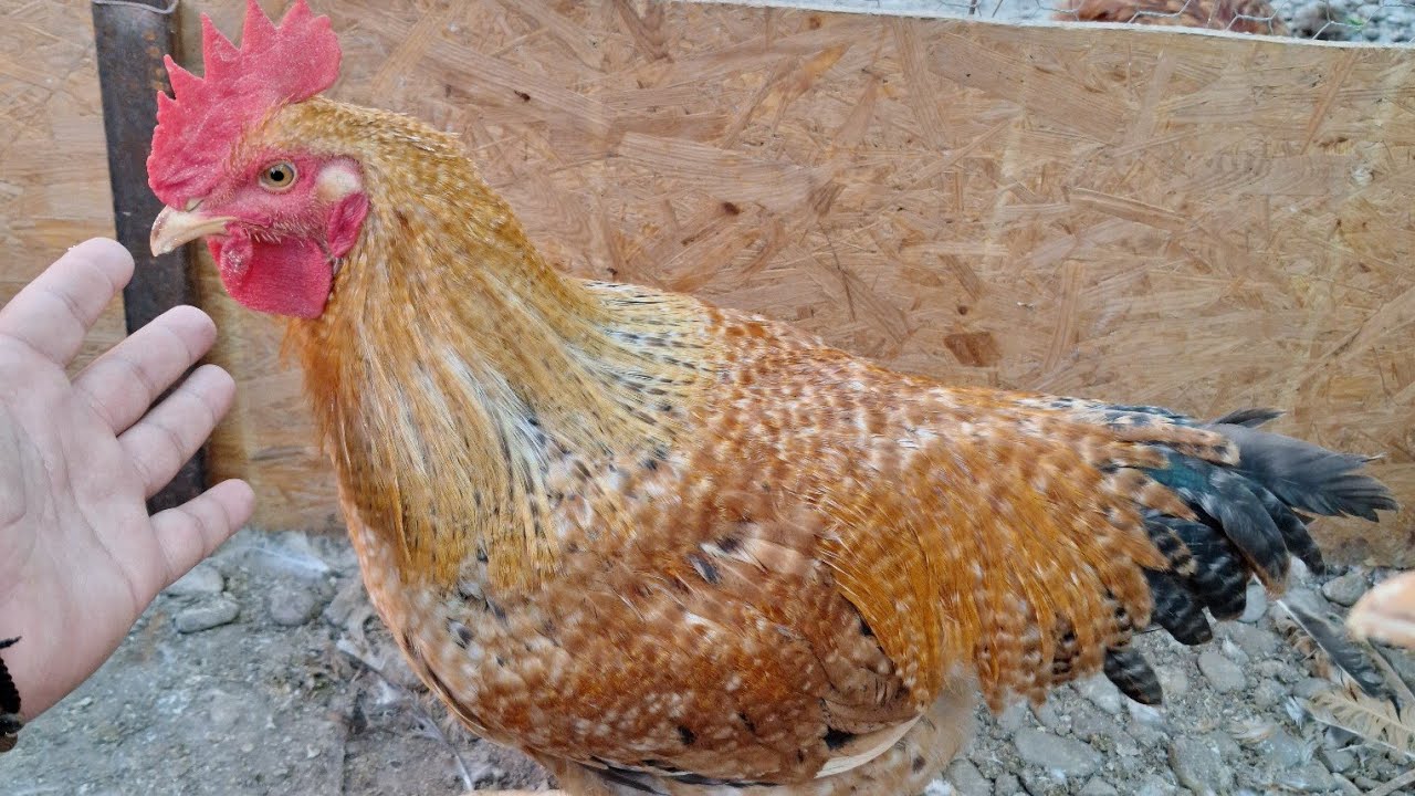 Puicute Kabir,  vârsta de 3 ,1 luni