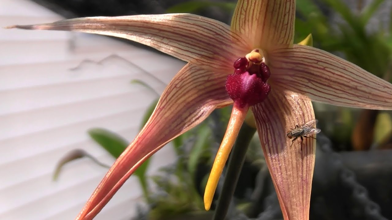 Bulbo echinolabium finally blooms and here come the flies