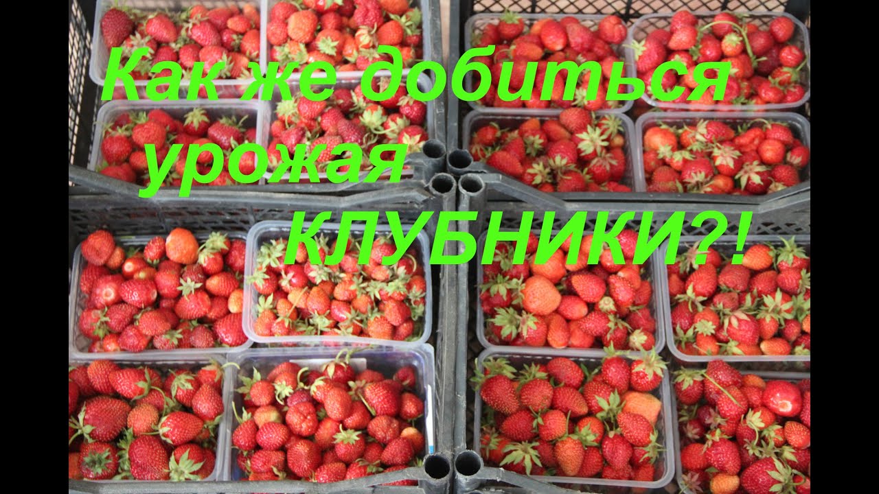 Как же добиться урожая КЛУБНИКИ?!
