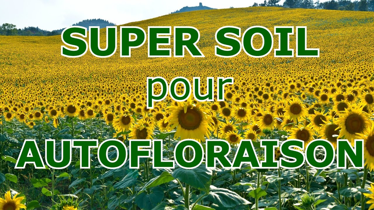Recette Terreau pour Autofloraison - SUPER SOIL